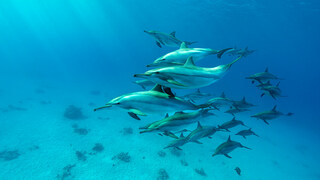 SpinnerDolphins_ZH-CN9731341241.jpg