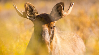 YoungMoose_EN-US2991221135.jpg